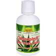 Dynamic Health Liquid Chlorophyll With Aloe Vera Juice Spearmint - 16 Fl Oz Online now